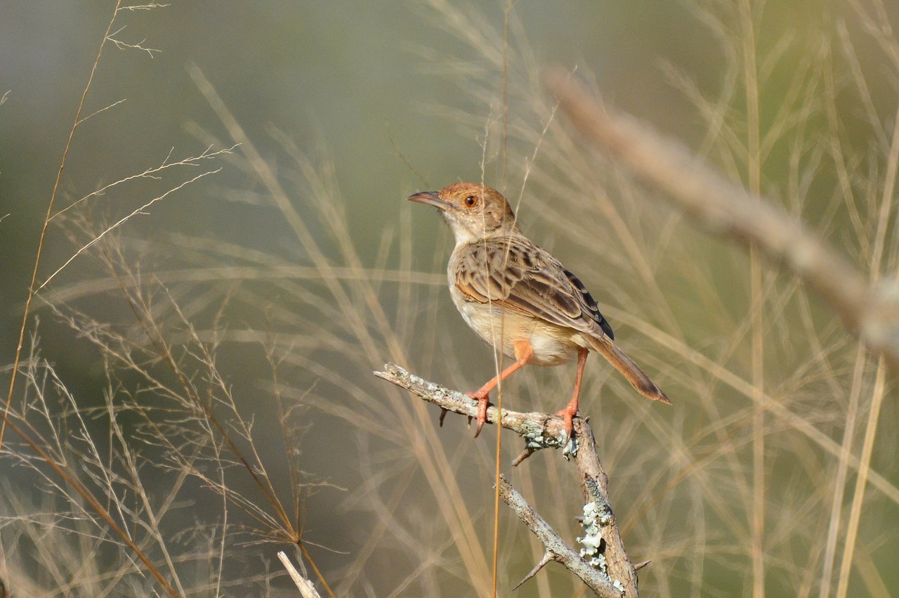 Cisticola galactotes galactotes Cisticola galactotes galactotes